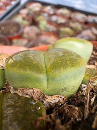 Cactus verde