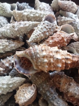 Lotto 100 conchiglie naturali specie Cerithiidae