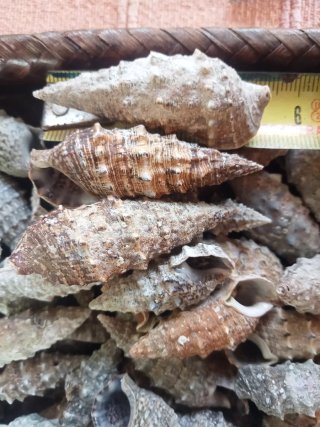 Lotto 100 conchiglie naturali specie Cerithiidae