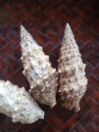 Lotto 100 conchiglie naturali specie Cerithiidae