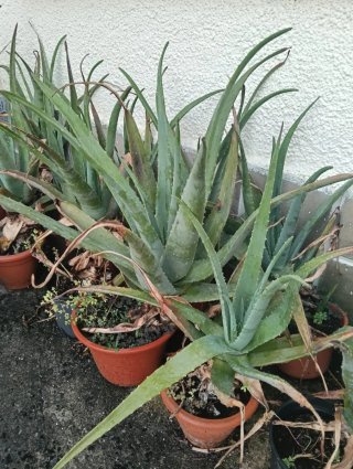 Aloe Vera. 12 euros una.