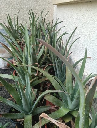 Aloe Vera. 12 euros una.