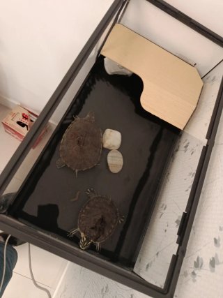 Acuario tortugas con filtro