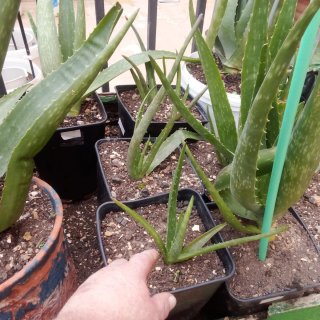 Plantas de Aloe Vera y plantones