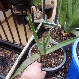 Plantas de Aloe Vera y plantones