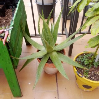 Plantas de Aloe Vera y plantones