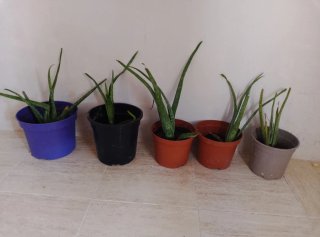 Plantas de Aloe Vera en Maceta