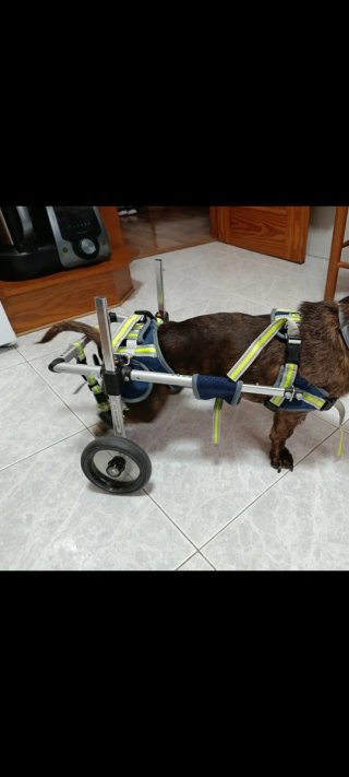 Sedia a rotelle per cani taglia S - M