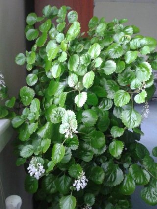 Planta del dinero, planta en maceta, Plectranthus