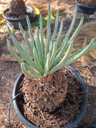 Cica grande palmera