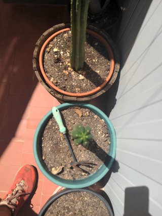 Cactus exterior en maceta