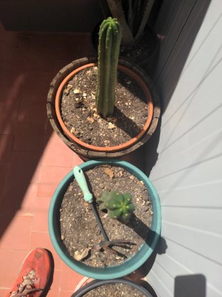 Cactus exterior en maceta