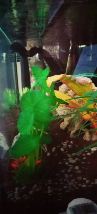 Acuario 100L con decoración