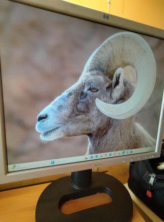 Lotto 3 Monitor PC DELL/HP 17-22 LCD VGA DVI
