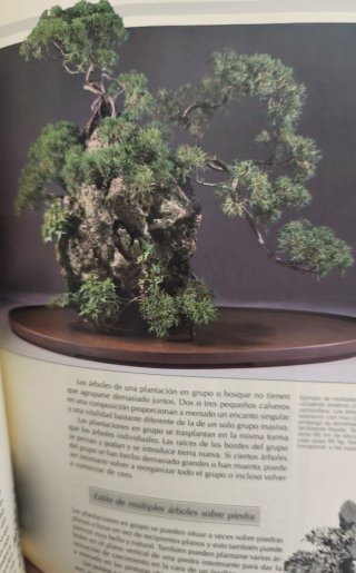 Bonsai  El arte de cuidar y cultivar árboles minia