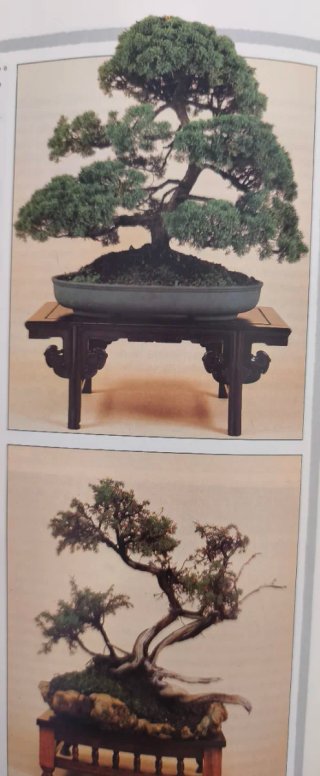 Bonsai  El arte de cuidar y cultivar árboles minia