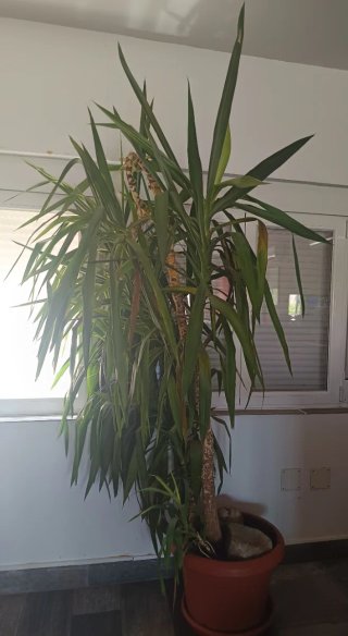 Planta Yucca