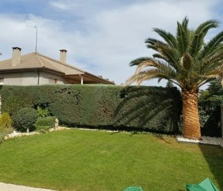 Jardinero Se podan palmeras y árboles