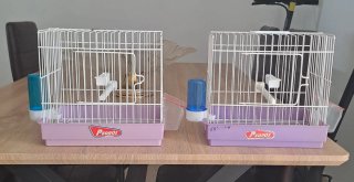 Jaula para pájaros Pedros morada y blanca