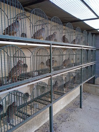 Jaula de perdiz de campo