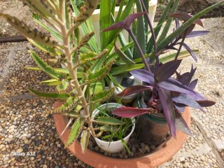 Plantas lote para Daniel