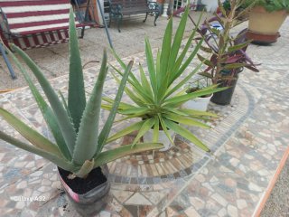 Plantas lote para Daniel