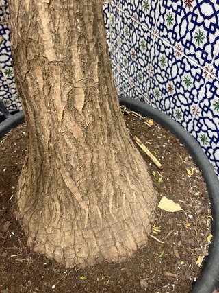 Palmera Yucca