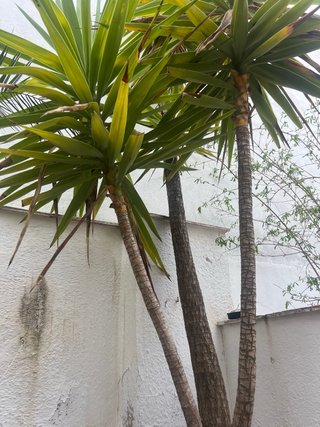 Palmera Yucca
