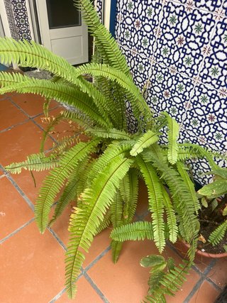 Helecho verde