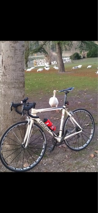 Cambio bici carretera Wilier por MTB 29