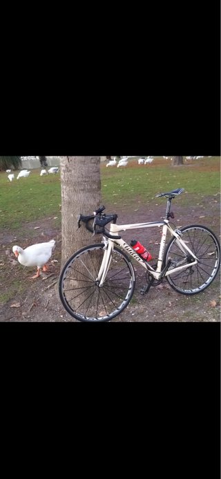 Cambio bici carretera Wilier por MTB 29