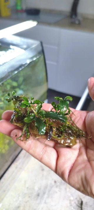 Montaggio Bucefalandras