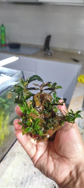 Bucefalandras en roca