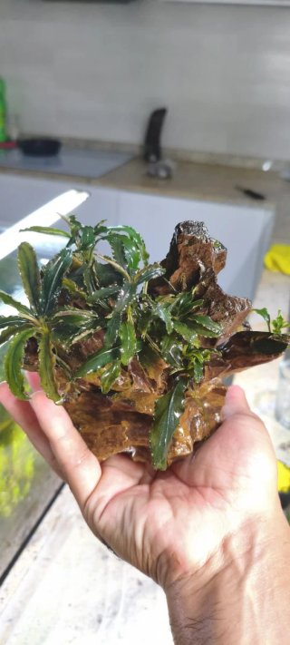 Bucefalandras sobre roca dragón