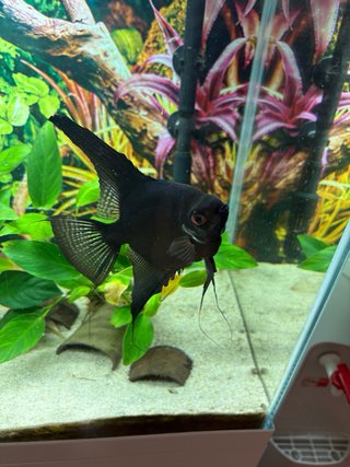 Acuario AQUAEL 120L