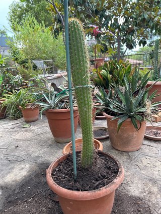 Cactus alto en maceta