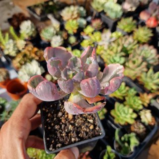 Echeveria beyonce