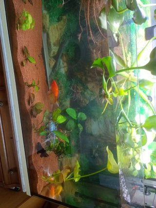 Acuario grande con plantas y más