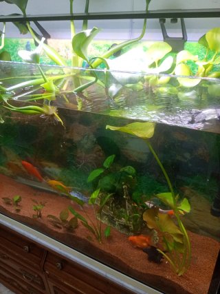 Acuario grande con plantas y más