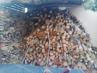 Tala de arbres