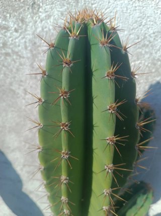 Cactus grande 50 cm polaskia tengo más variedad y