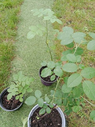 Lote de plantas para Pepe