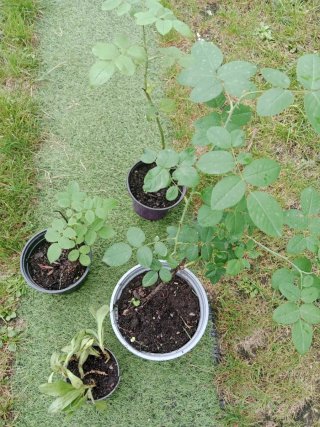 Lote de plantas para Pepe