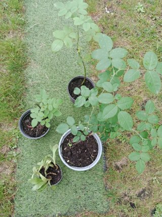 Lote de plantas para Pepe