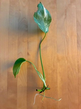 Monstera Albo Variegata