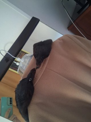 Sciarpa vera pelliccia marrone