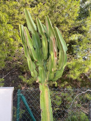 Cactus grande en maceta