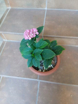 Planta Hortensia Rosa