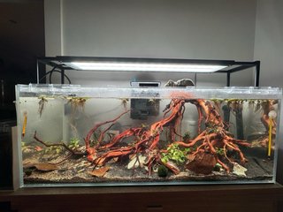 Acuario con hardscape y plantas