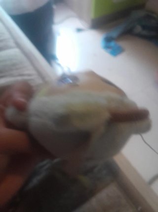 Peluche Aguacate